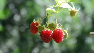 Close Up Video Of Juicy Raspberries  YUMM!!!