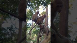 Feeding youngster monkey in Amber troop ep094 #monkeyaction #monkeyliving #monkey