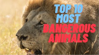 Top 10 most dangerous animals in the world