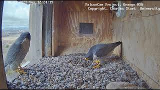 FalconCam 2023 07 30 Short, but intense bonding