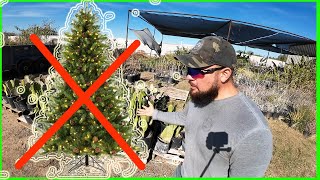 Why I Refuse To Sell Xmas Trees At My Nursery