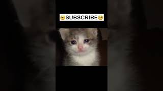 Funny Cat Cute😻 #cutecat #shorts #funny #funniest #animal #pets #angrycat #dog #comedy #tiktok б