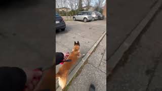 Ils lui vole son scooter😱 #chien #malinoi #dog #shortvideo