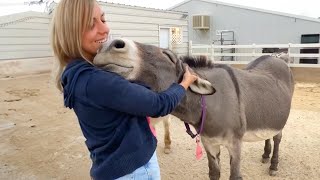 When Love for Animals Makes Humans Happier