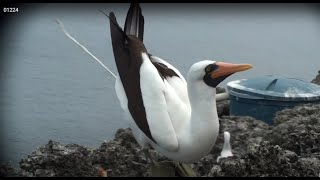 Como defeca el Piquero de Nazca / lanzar excremento / Sula granti / Isla Malpelo