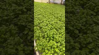 Coriander/Colantro#shortvideo #herbs #planting#fyp