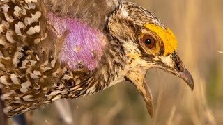 The Lek: Dance of the Sharp-tailed Grouse