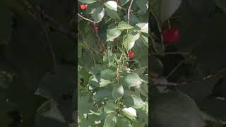 fruitful cherries #amazing #viral #trending #viralvideo #shortvideos #fruits #food #yummy