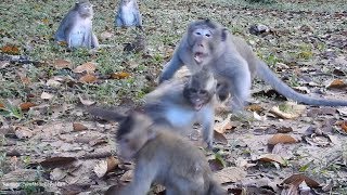 Just Look At He Eating Coconut, Monkey Fighting Two Baby, Daily Monkeys Man#1175