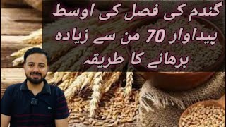 ||How to increase our field yield||Use of fertiliser in wheat field||Gandum ki fasal ki pedawar bar