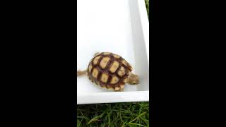 Baby sulcata tortoise taking a Bath! #Shorts