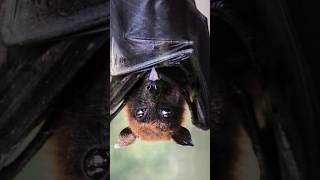 Vampire bats and 🦇🧛🏻‍♂️ their social bonds #facts #bats #naturecuriosities #wildlife