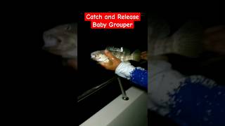 Catch and Release Baby Grouper #shorts #shortvideo #shortsfeed #fypシ #fishing #fish #ofw