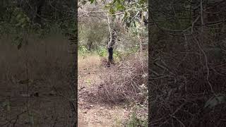 Sultana waits for her 3 cubs for supper- Ranthambore Dec 2023