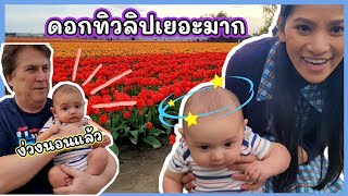 พาลูกชายดูดอกทิวลิป / ชีวิตในอเมริกา