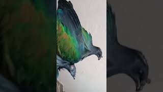 Nicobar güvercin  ( Nicobar pigeon  )