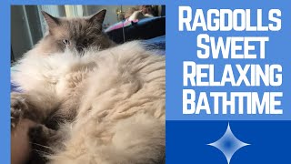 The Most Relaxing Cat Bath Experience