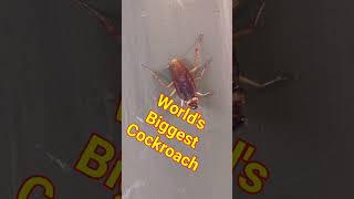 World's Biggest Cockroach... 🤔.  Have you seen any bigger?  Share in comments...size and location.