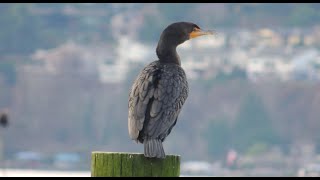 Birding, etc.  at Log Boom Park, Dec 29, 2023