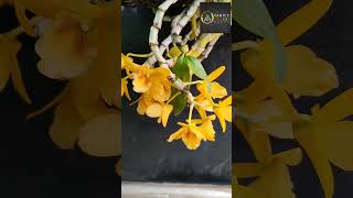 yellow Angel of my orchid garden @SandipOrchid