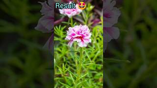 "v" grafting of portulaca (moss rose) #shorts #ytshorts #grafting