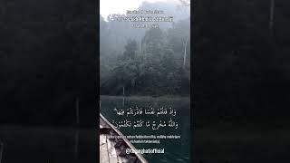 Murottal Al-Qur'an | Khalifah Taniji - QS. Al-Baqarah 71-73 | Suara merdu  #shorts