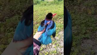 Release burung Tengkek biar lestari