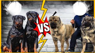 Rottweiler VS Pastor do Cáucaso | Rottweiler e seus 328PSI de mordida