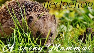 Hedgehog  - A spiny Mammal.