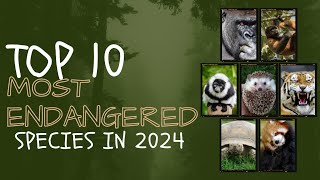 Top 10 Most Endangered Species in 2024 #endangeredspecies #2024