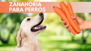 7 Beneficios de la ZANAHORIA PARA PERROS? |  ¿La zanahoria es BUENA para los PERROS?