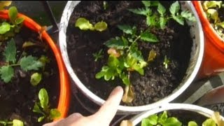 Apartment Balcony Gardening DIY V: Spring Planting Guide