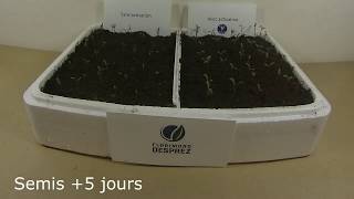 Germination de betteraves fourragères activées