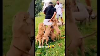 🇮🇳🤣Best animals funny clips|#animalsfunny #funny #animalslover #animals #youtubeshorts #viral