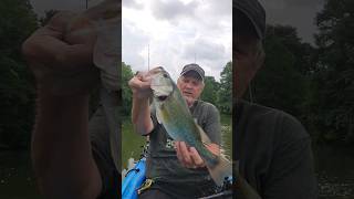 Couple decent ones to start off the morning #spinnerbait #fishing #bass #bassfishing