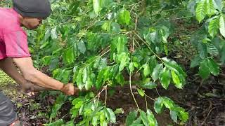 PEMBERSIHAN RUMPUT DAN DAUN KERING SEBELUM KOPI AKAN DI PUPUK