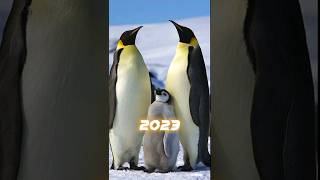 2023 Penguin 🐧🐧 vs 5000 bce Penguin 🐧🐧 #viral #shorts