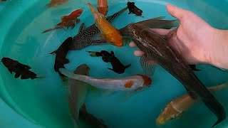 Marble Sleeper Goby Bumblebee Catfish Pleco Koi Carp Fish Snail Goldfish Cute Pets animals Videos