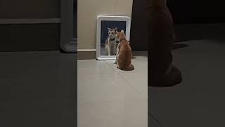 kunhappi Cat infatuated with his look-alike.  #cat #mirrorimage