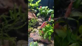 RED CHERRIES - fire red #aquarium #aquascape #redcherryshrimp