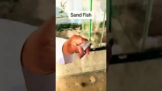 SAND FISH ON AQUARIUM #fbreelsvideo  #reelsfypシ  #shortvideo   #viralshorts  #youtube