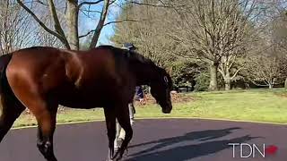 Tizzier - Stud Stallion (video)