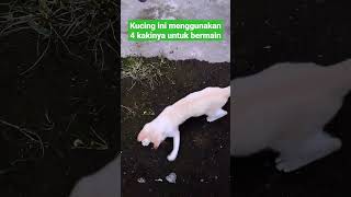 anak kucing ini suka bermain | menggunakan 4 kakinya untuk bermain hehe