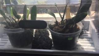 June Orchid Update!