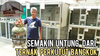 AWALNYA HANYA COBA-COBA  KINI SUKSES TERNAK PERKUTUT BANGKOK, BANJIR PESANAN SAMPAI  LUAR DAERAH