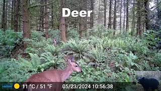 Deer in Front of Our Trail Camera