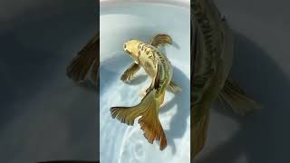 The dragon swings its tail! #fish #fish farming #fish tank fast hand