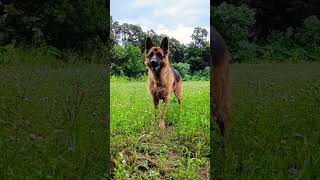 German shepherd stock coat male #viral #trending #ytshorts #music #shorts #short #comedy #dogshorts