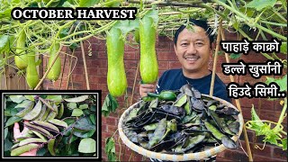 October Garden Harvest | Hyacinth Beans| Growing Nepalese Veggie in UK | Gardening | NepaliFamilyUK