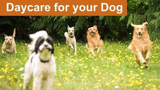 Daycare for your dog 🌲🐶🐕🐩🌲  Keep your dog busy while you are away or entertained while you are home